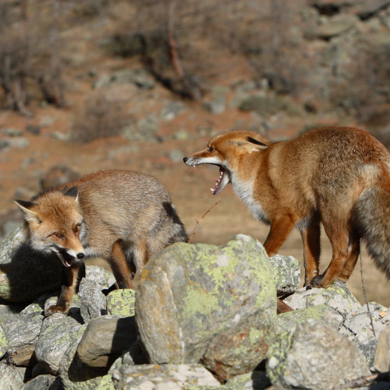 Peter Jüsy – Wildtiere und der Klimawandel